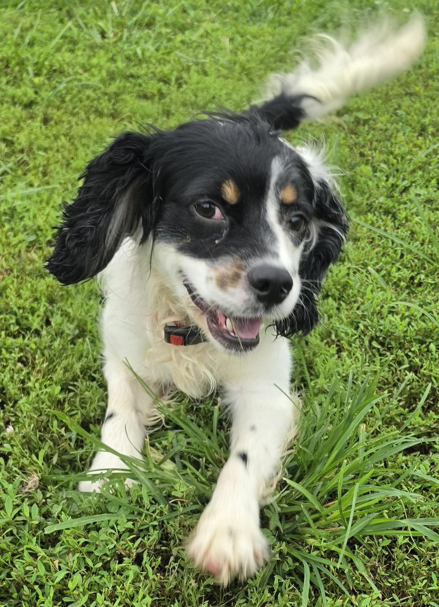Joker, adopted, Young Male Cocker Spaniel.
