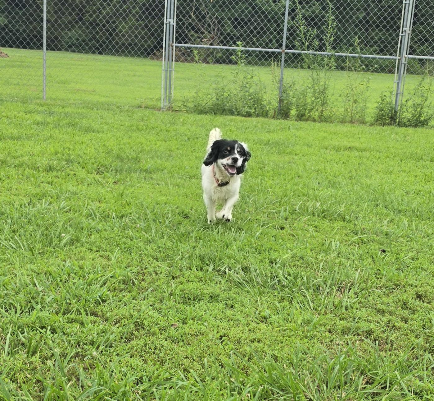 Enlarge Joker, an adopted mixed breed in Terre Haute, IN image 6/6
