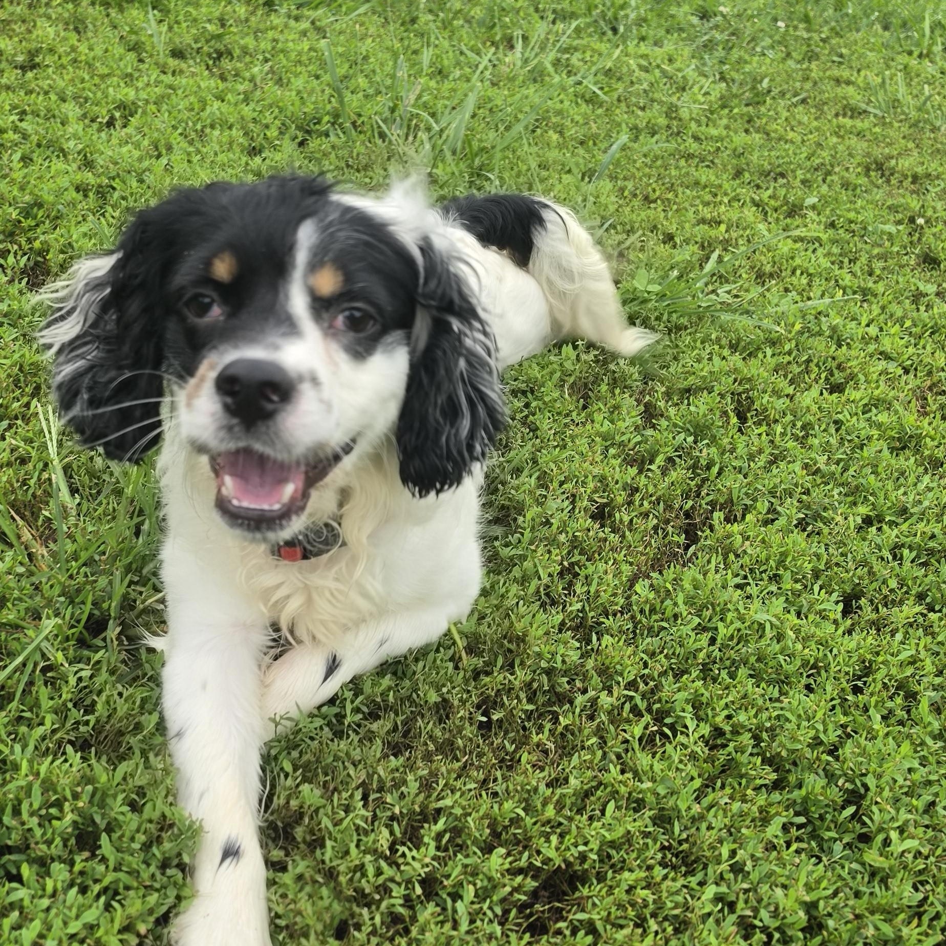Enlarge Joker, an adopted mixed breed in Terre Haute, IN image 4/6
