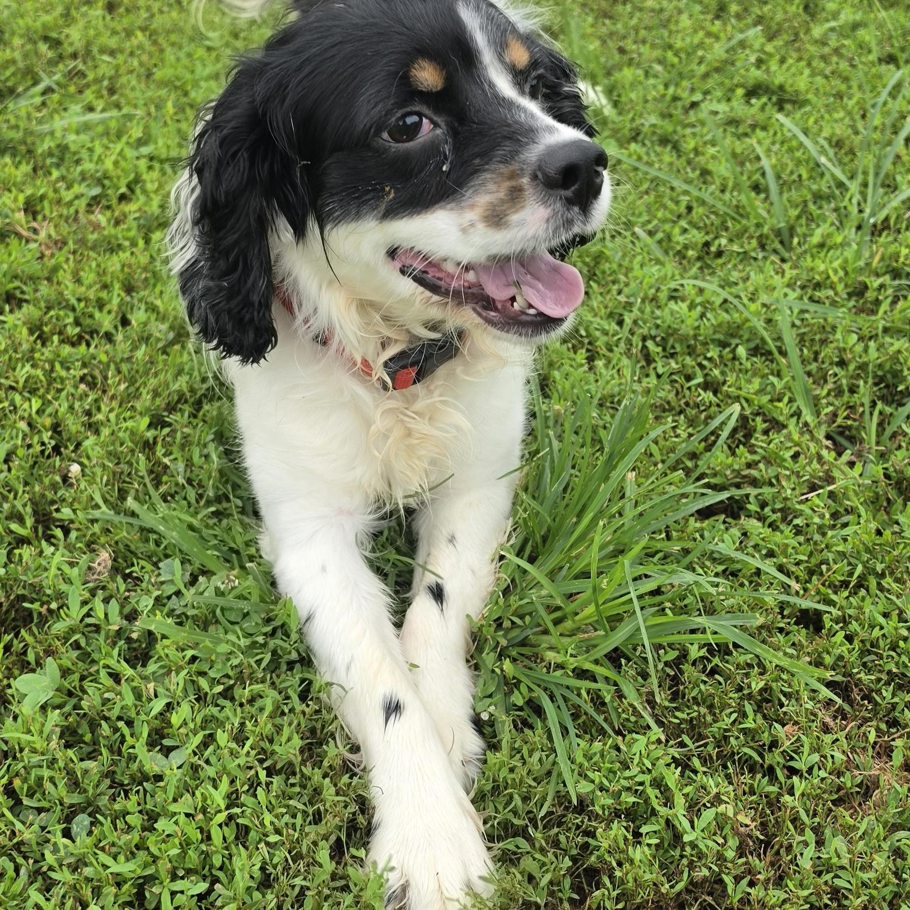 Enlarge Joker, an adopted mixed breed in Terre Haute, IN image 2/6