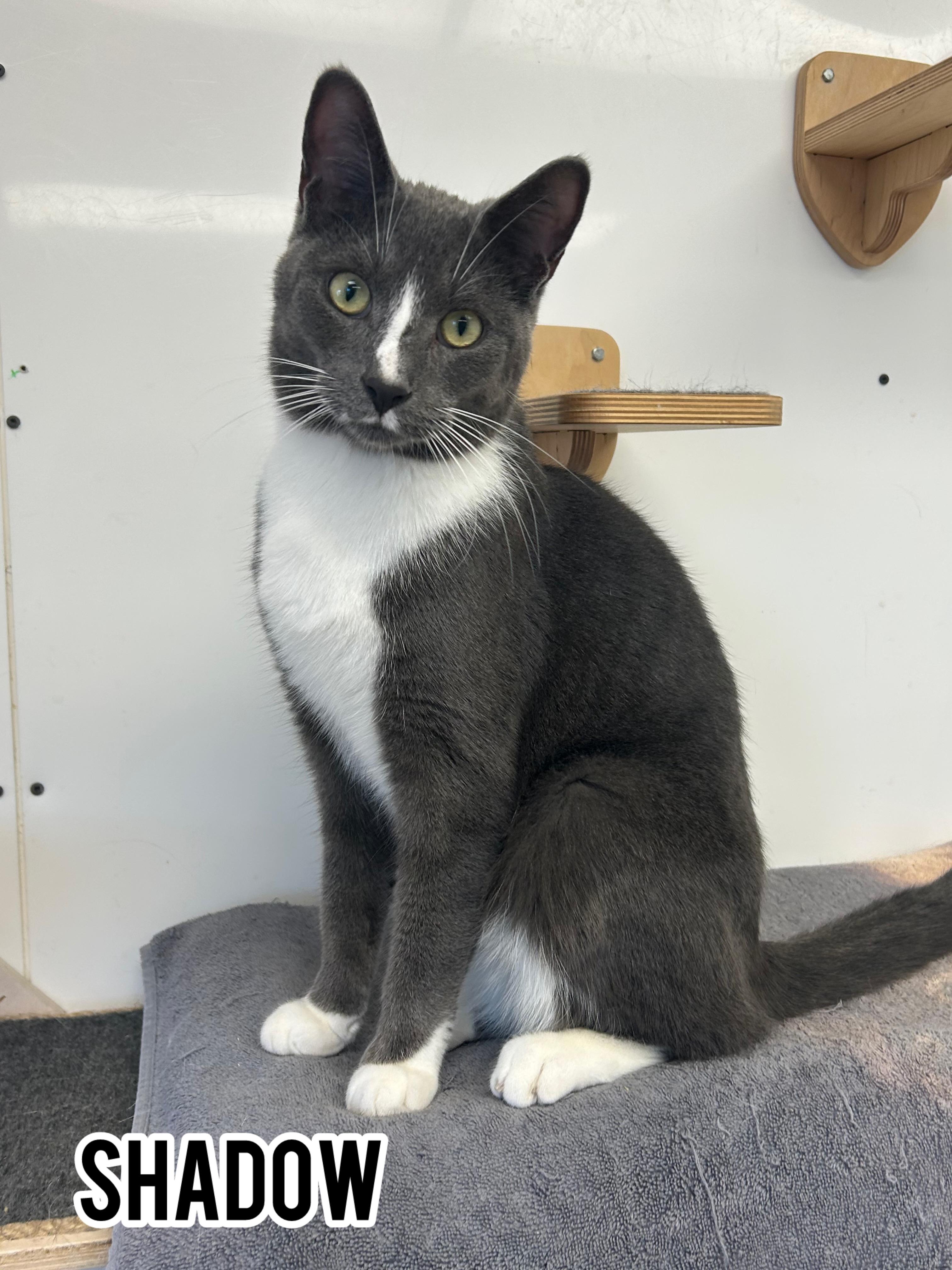 Enlarge Shadow, a Adopted mixed breed in Dauphin, MB image 1/1