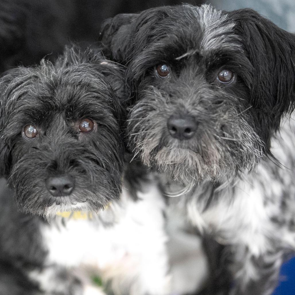 Rudy (JN25-370), Adoptable, Adult Female Schnauzer.