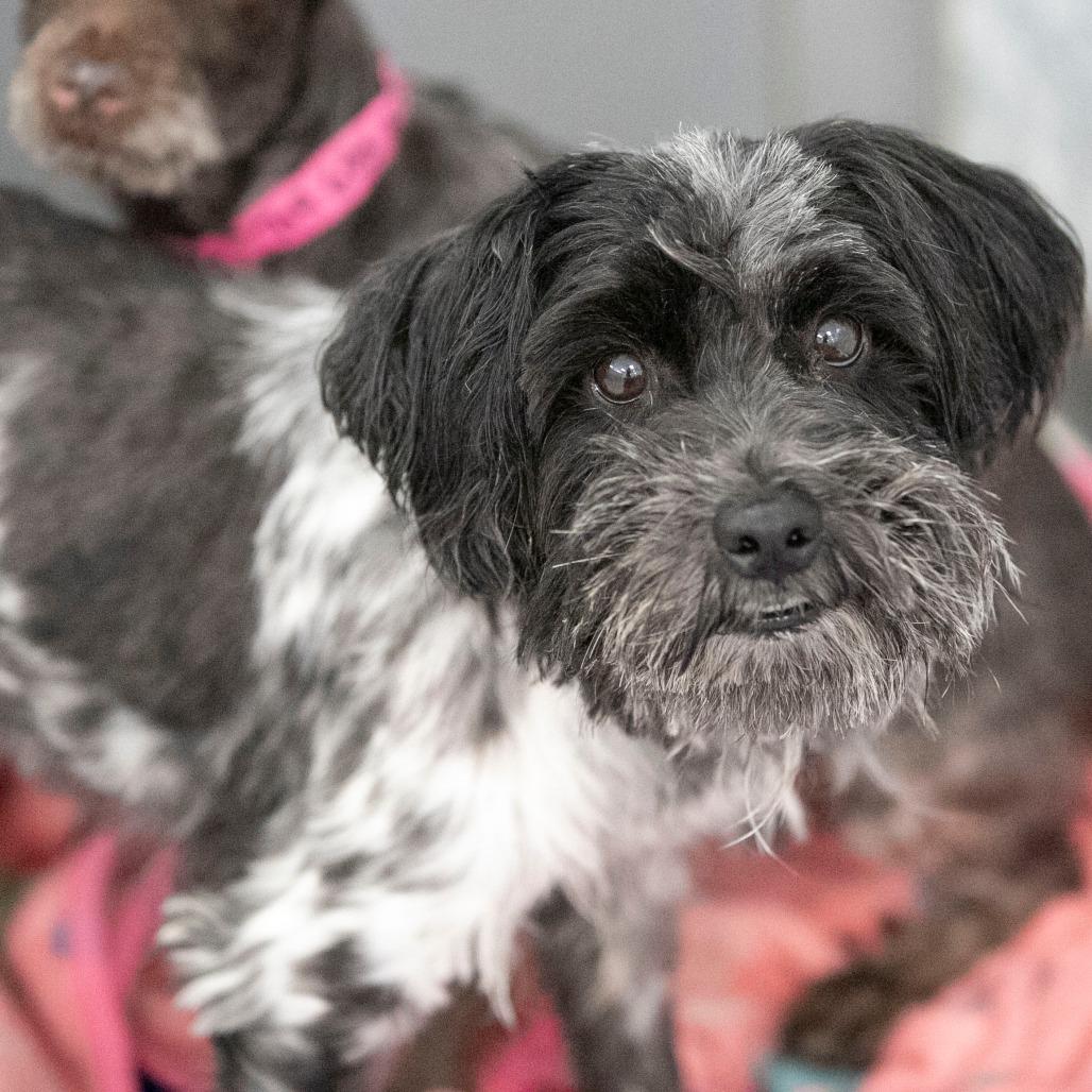 Enlarge Rudy (JN25-370), a Adoptable Schnauzer in Peyton, CO image 6/6