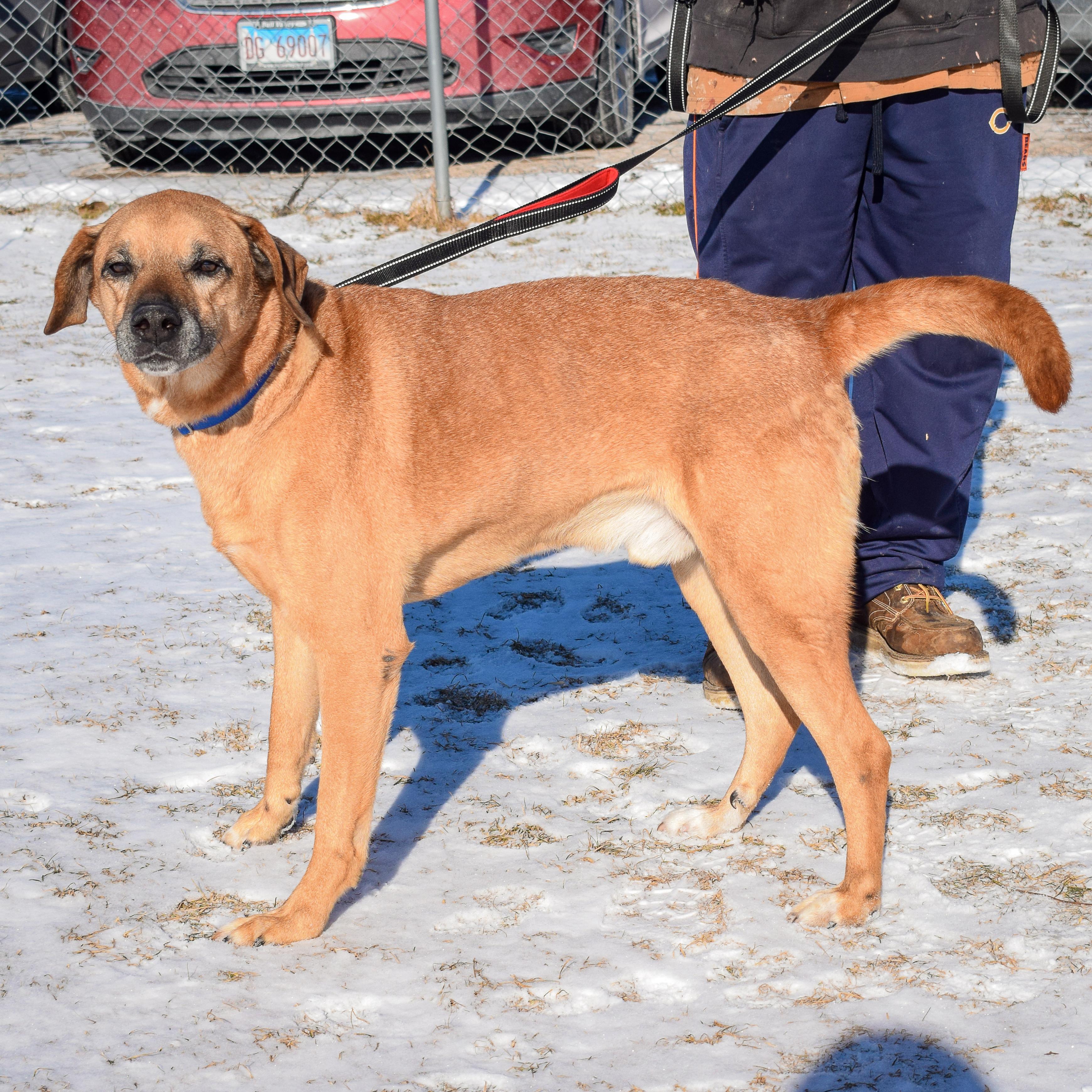 Enlarge Harley, a Adoptable mixed breed in Huntley, IL image 2/6