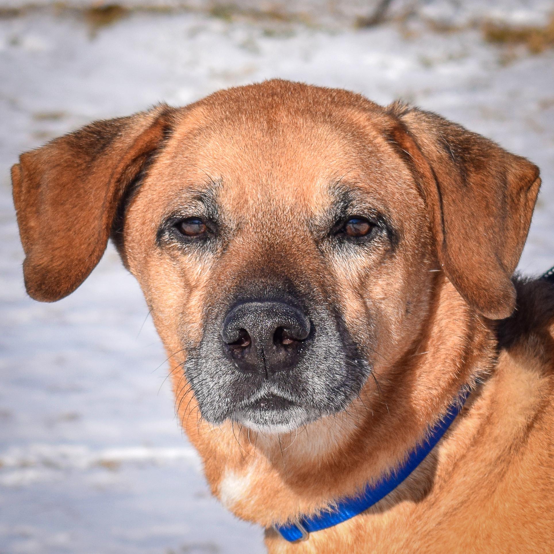 Enlarge Harley, a Adoptable mixed breed in Huntley, IL image 1/6
