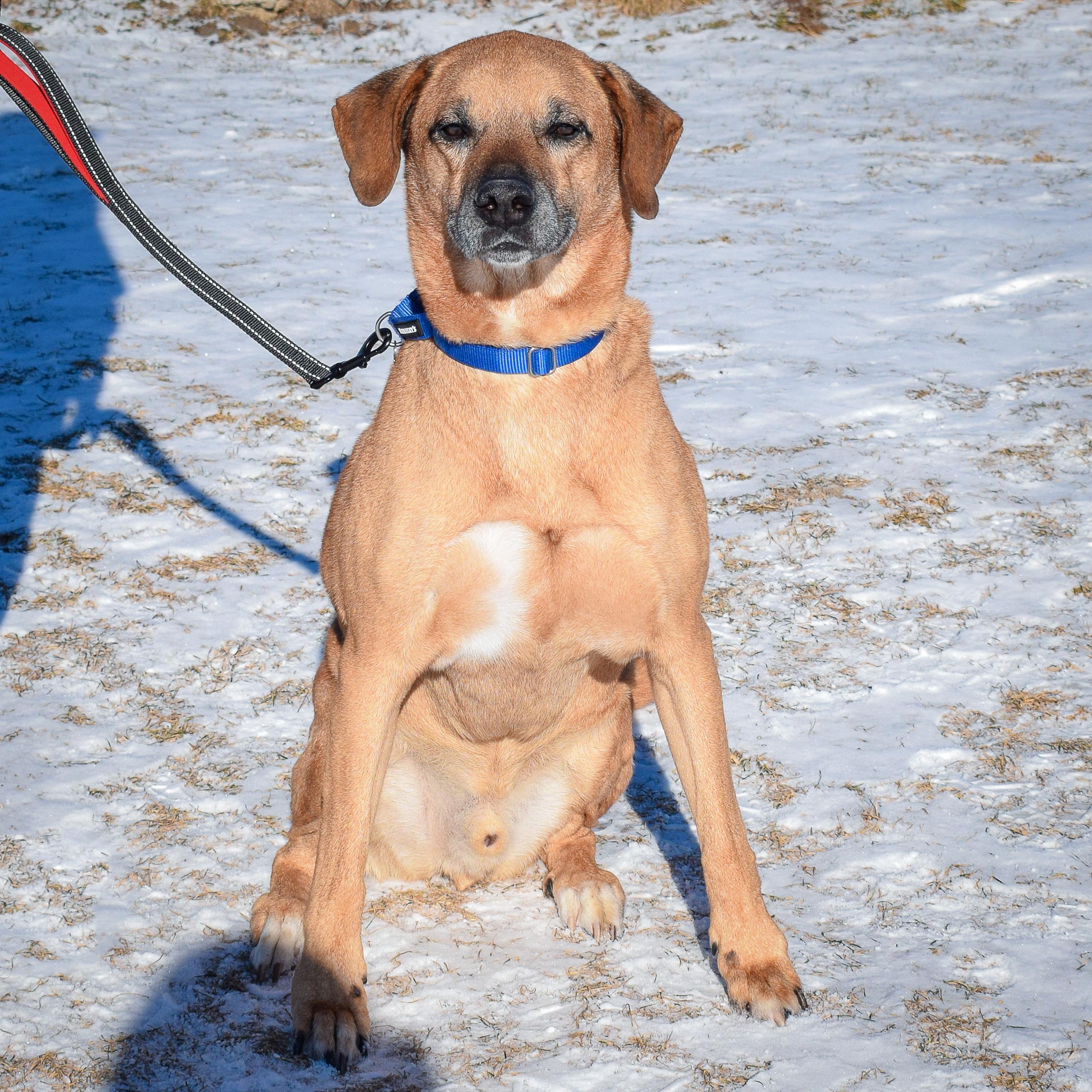 Enlarge Harley, a Adoptable mixed breed in Huntley, IL image 3/6