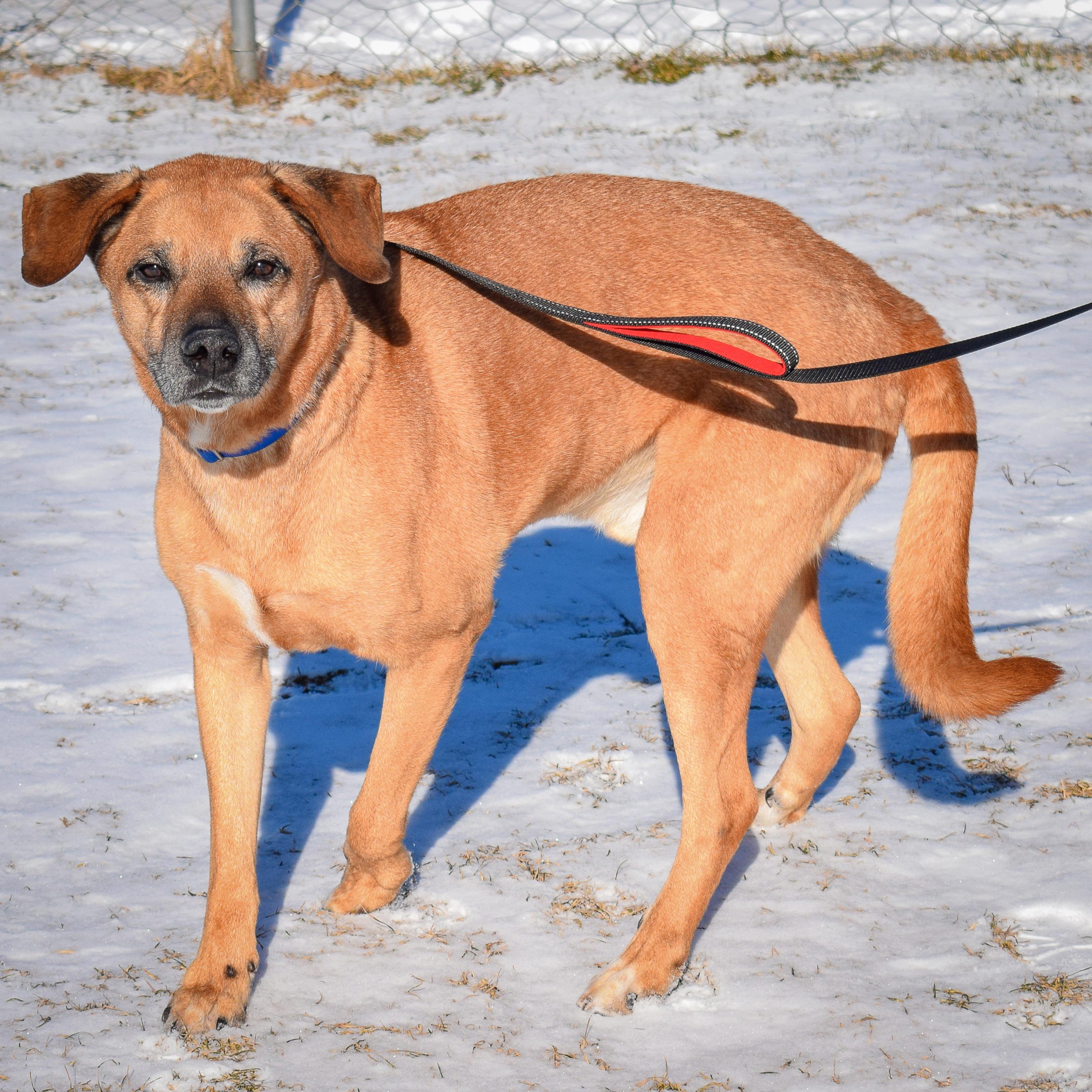 Enlarge Harley, a Adoptable mixed breed in Huntley, IL image 4/6