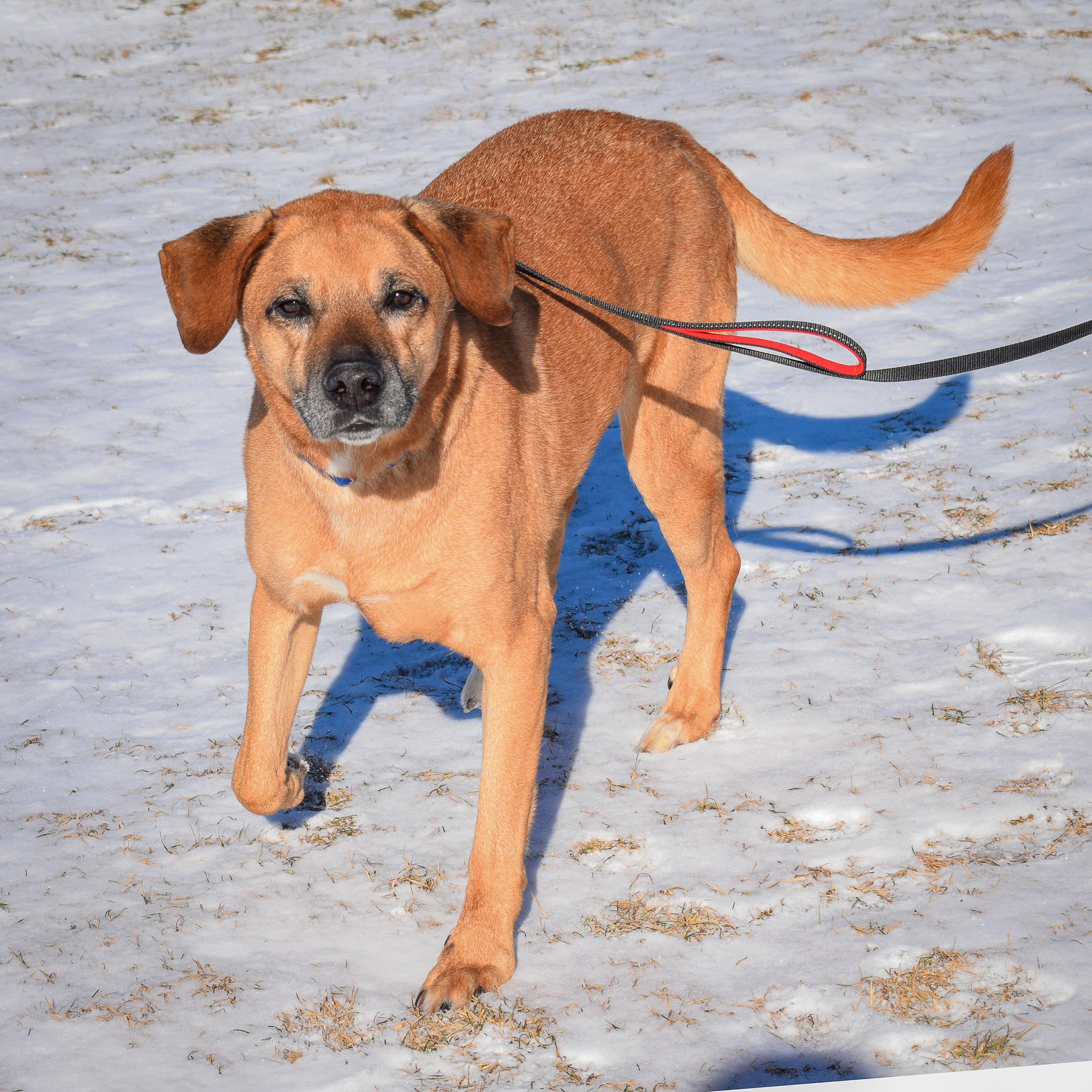 Enlarge Harley, a Adoptable mixed breed in Huntley, IL image 5/6