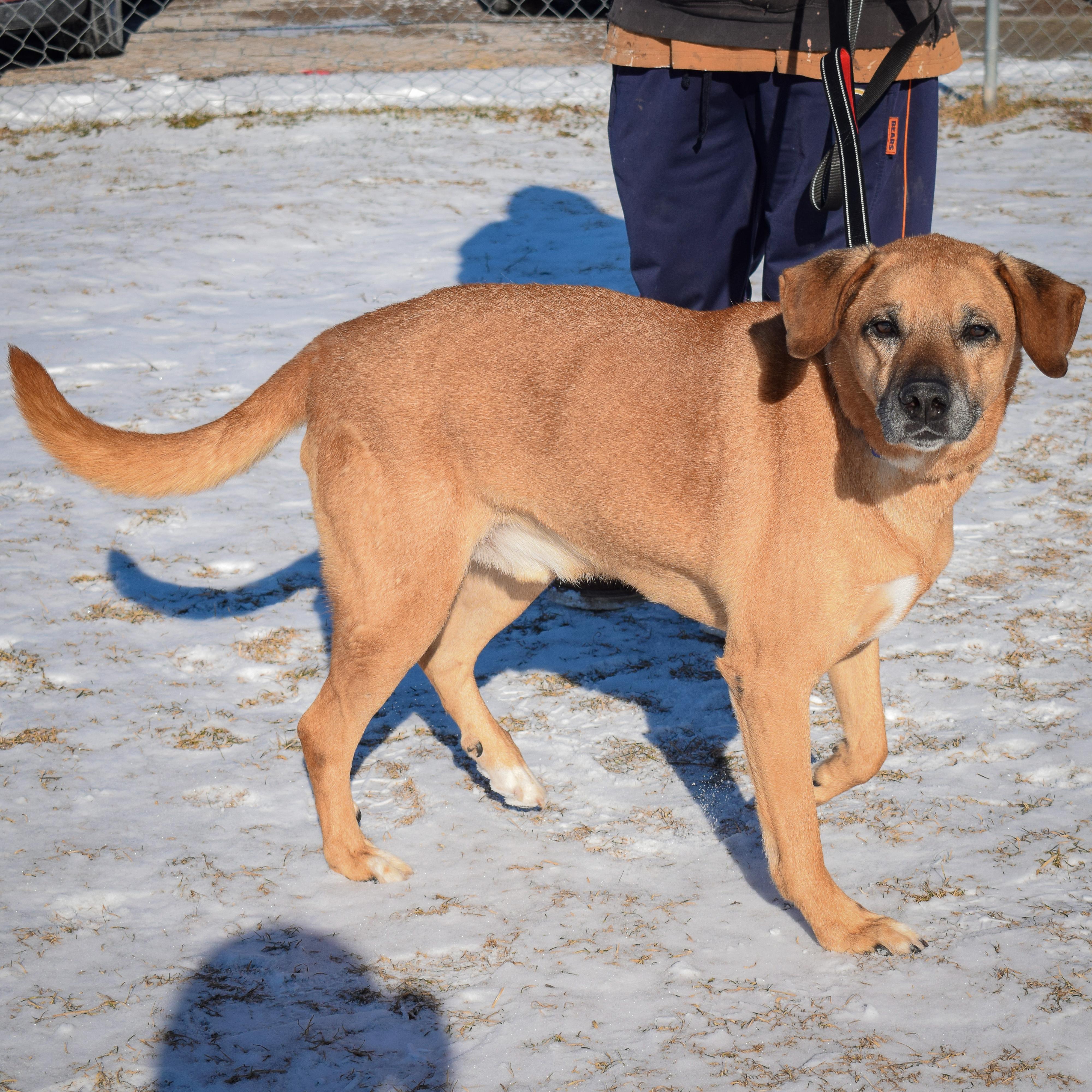 Enlarge Harley, a Adoptable mixed breed in Huntley, IL image 6/6