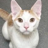 Nemo, Adoptable, Kitten Male Domestic Short Hair.