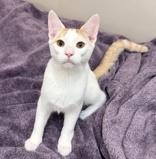 Enlarge Nemo, a Adoptable Domestic Short Hair in Santa Cruz, CA image 2/2