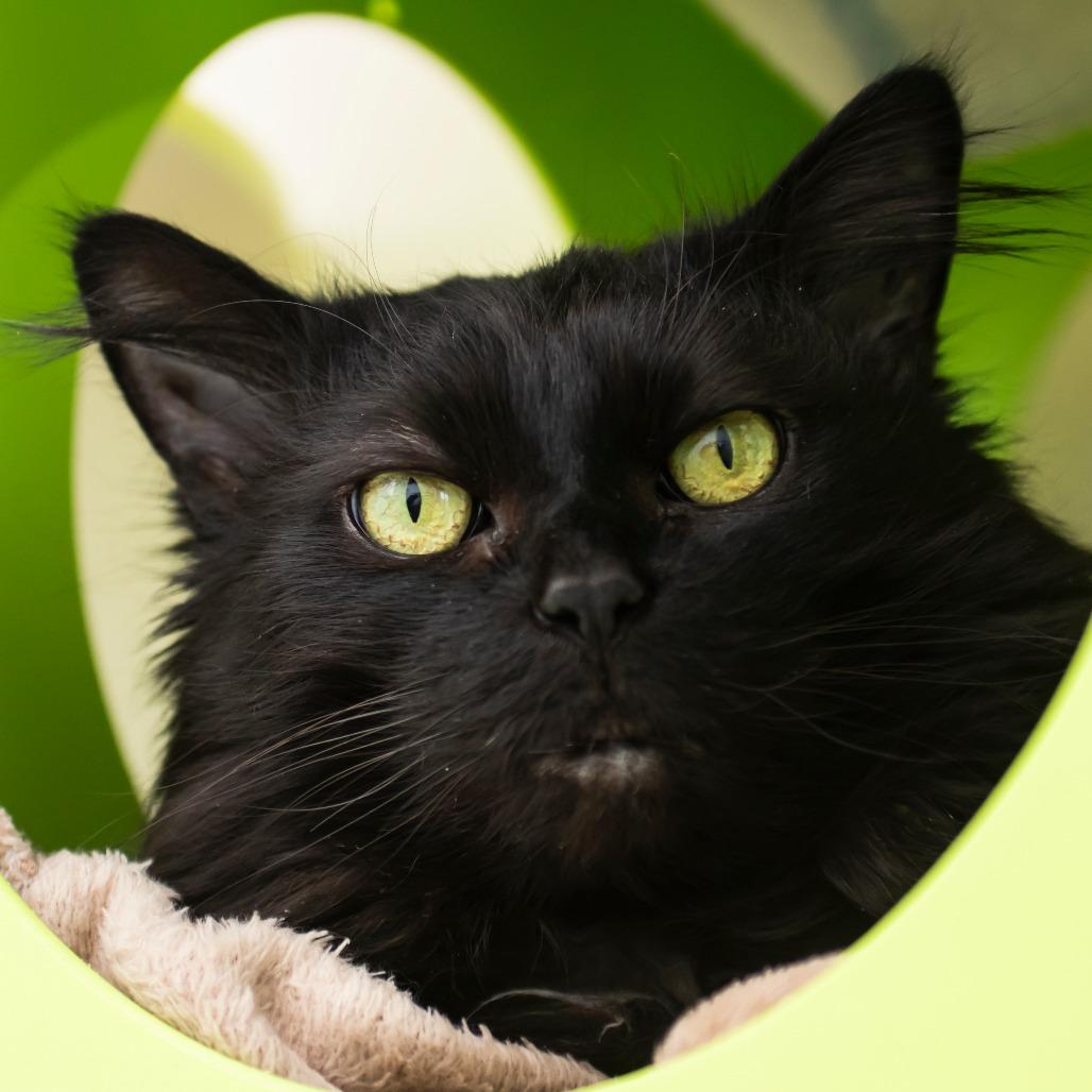 Enlarge Danica, a Adoptable Domestic Long Hair in Middletown, RI image 1/1