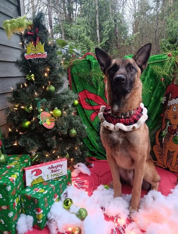 Kilo, a Adoptable mixed breed in Seattle, WA image 2/6