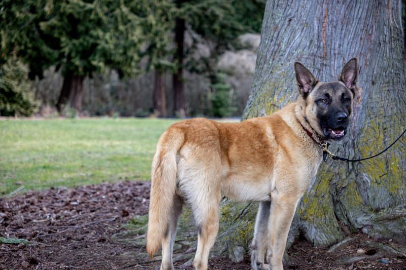 Kilo, a Adoptable mixed breed in Seattle, WA image 3/6