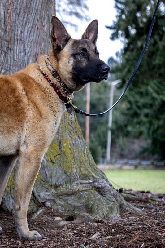 Kilo, a Adoptable mixed breed in Seattle, WA image 4/6