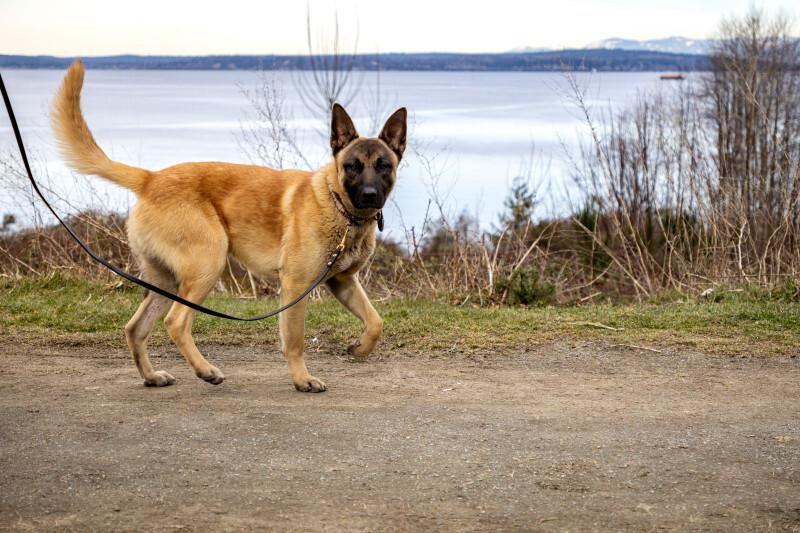 Kilo, a Adoptable mixed breed in Seattle, WA image 5/6