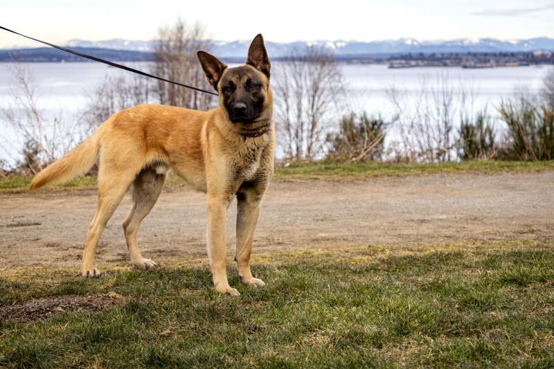 Kilo, a Adoptable mixed breed in Seattle, WA image 6/6