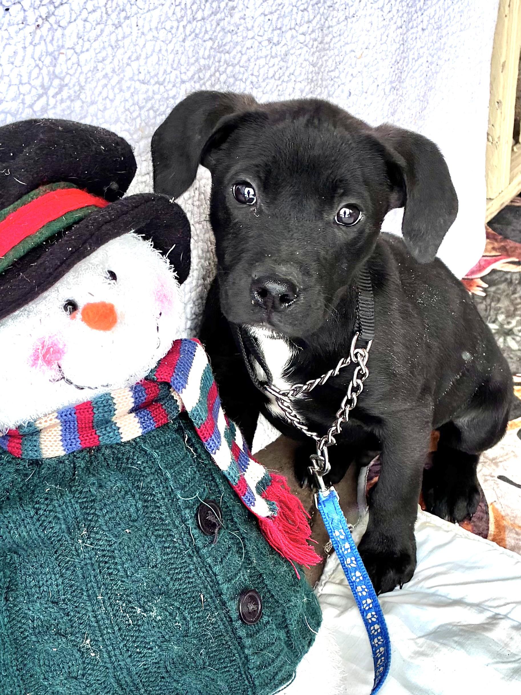 Enlarge Beron, a Adoptable mixed breed in West Chicago, IL image 1/3