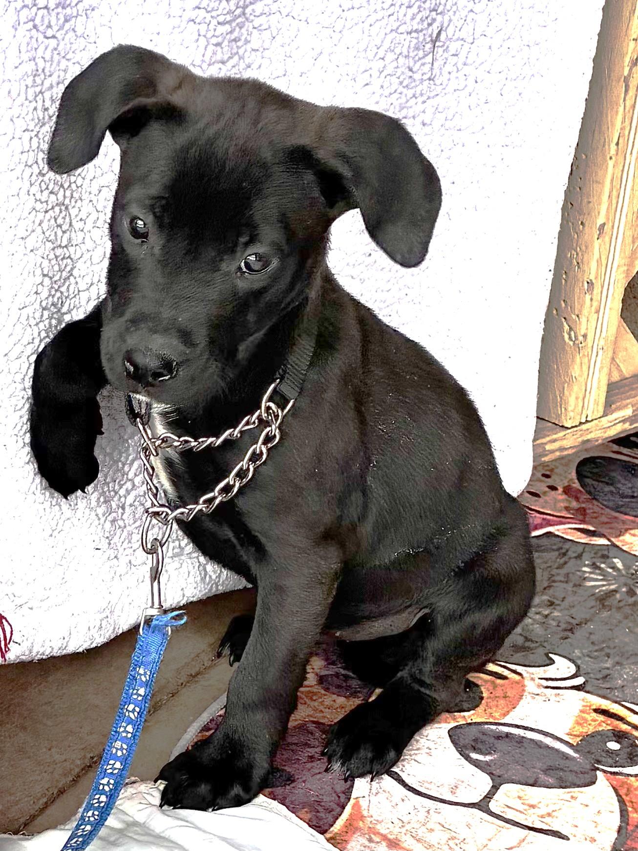 Enlarge Beron, a Adoptable mixed breed in West Chicago, IL image 2/3