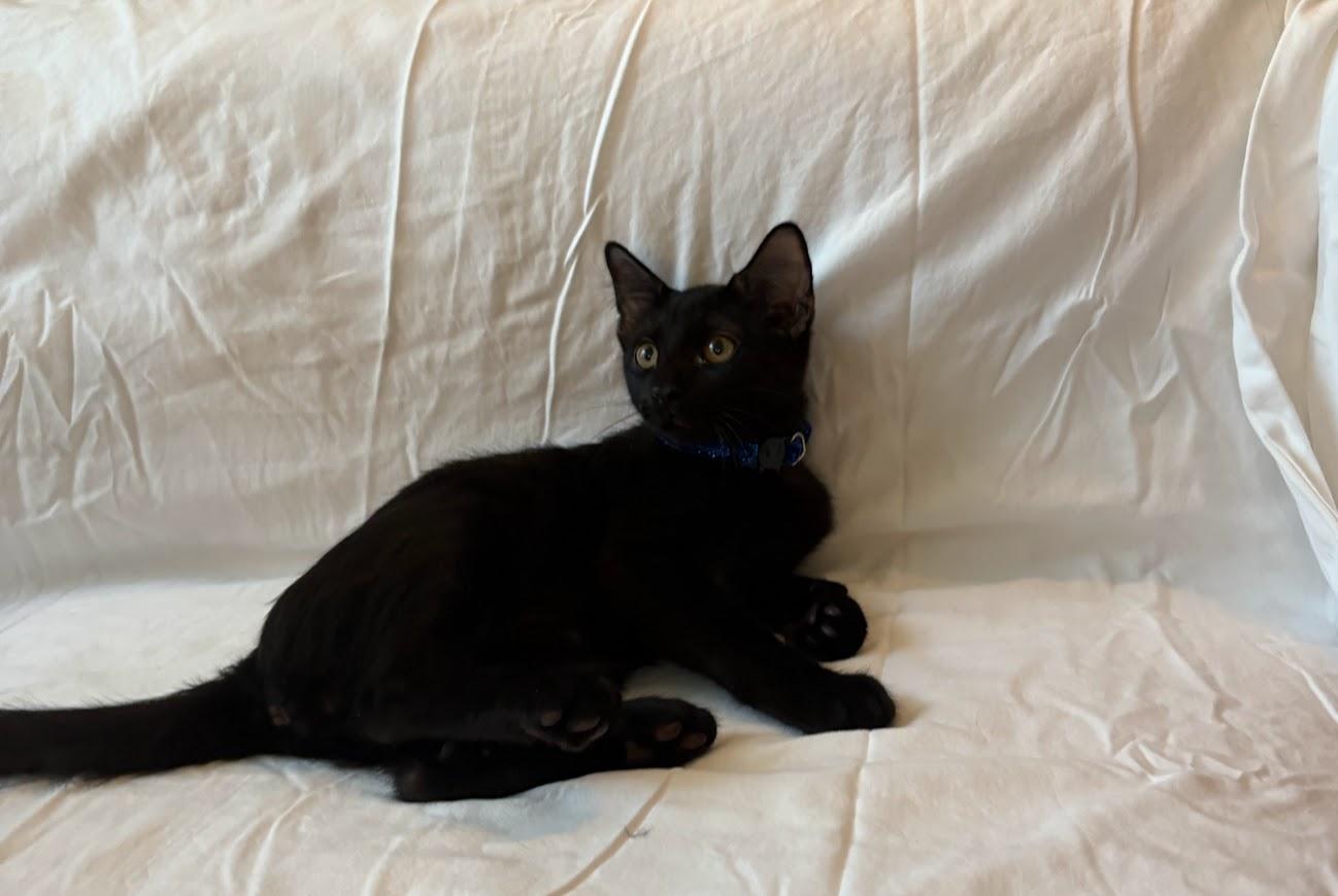 Alfred