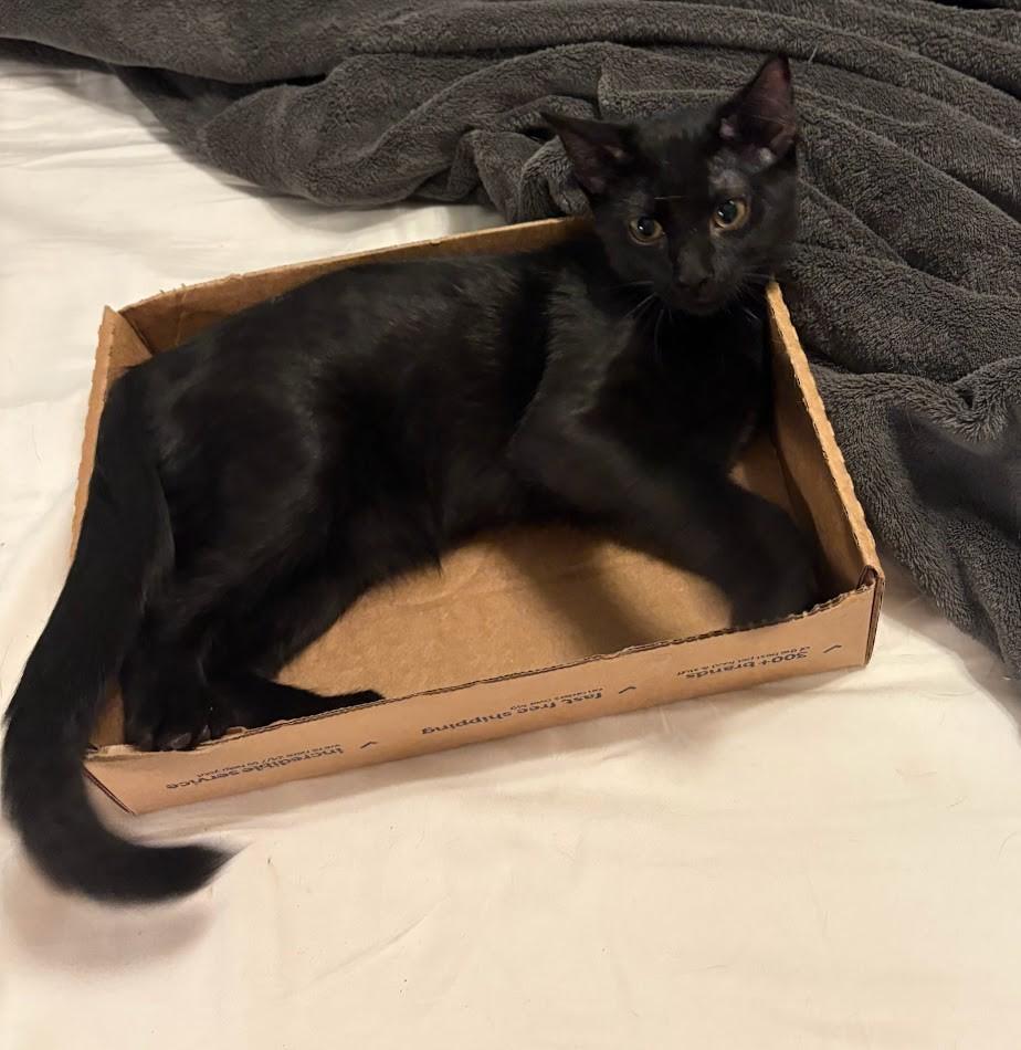 Alfred