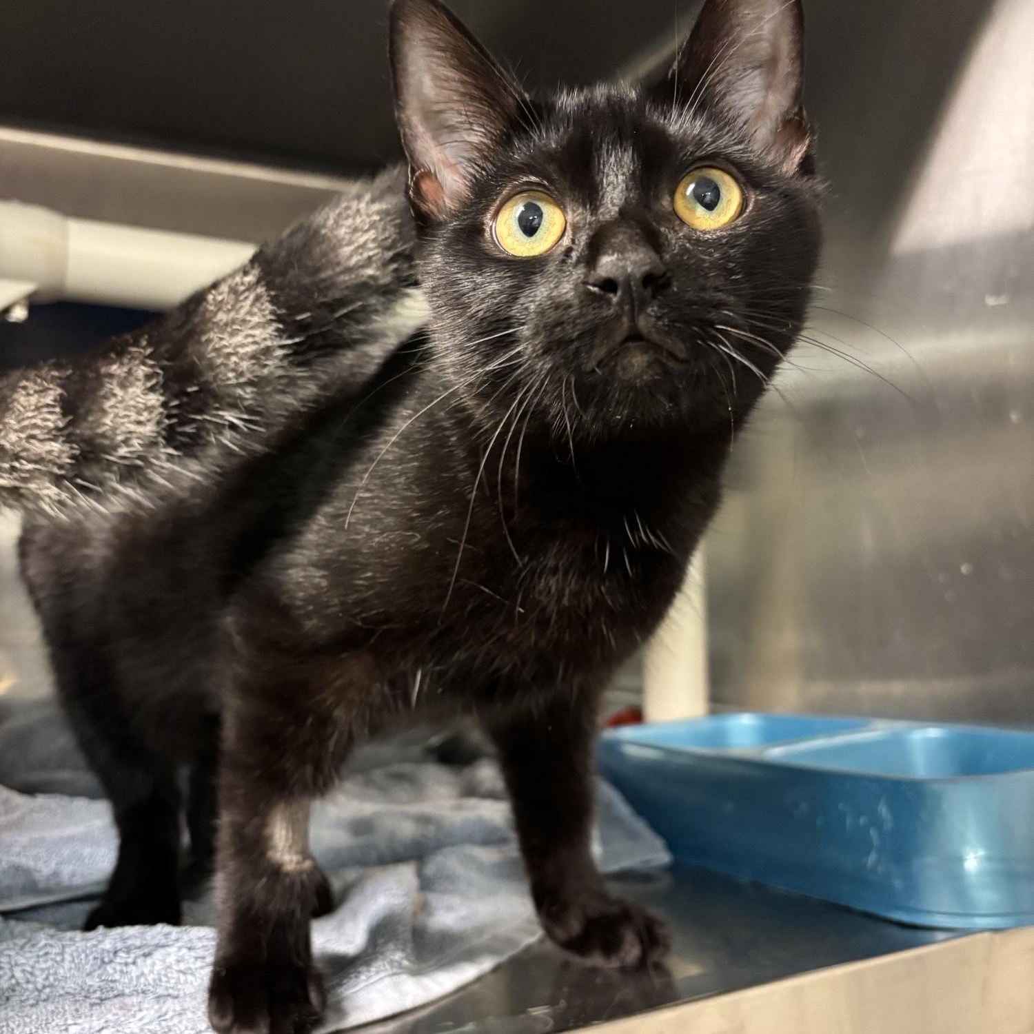 Macintosh CS-213/26, Adoptable, Kitten Female Domestic Short Hair.