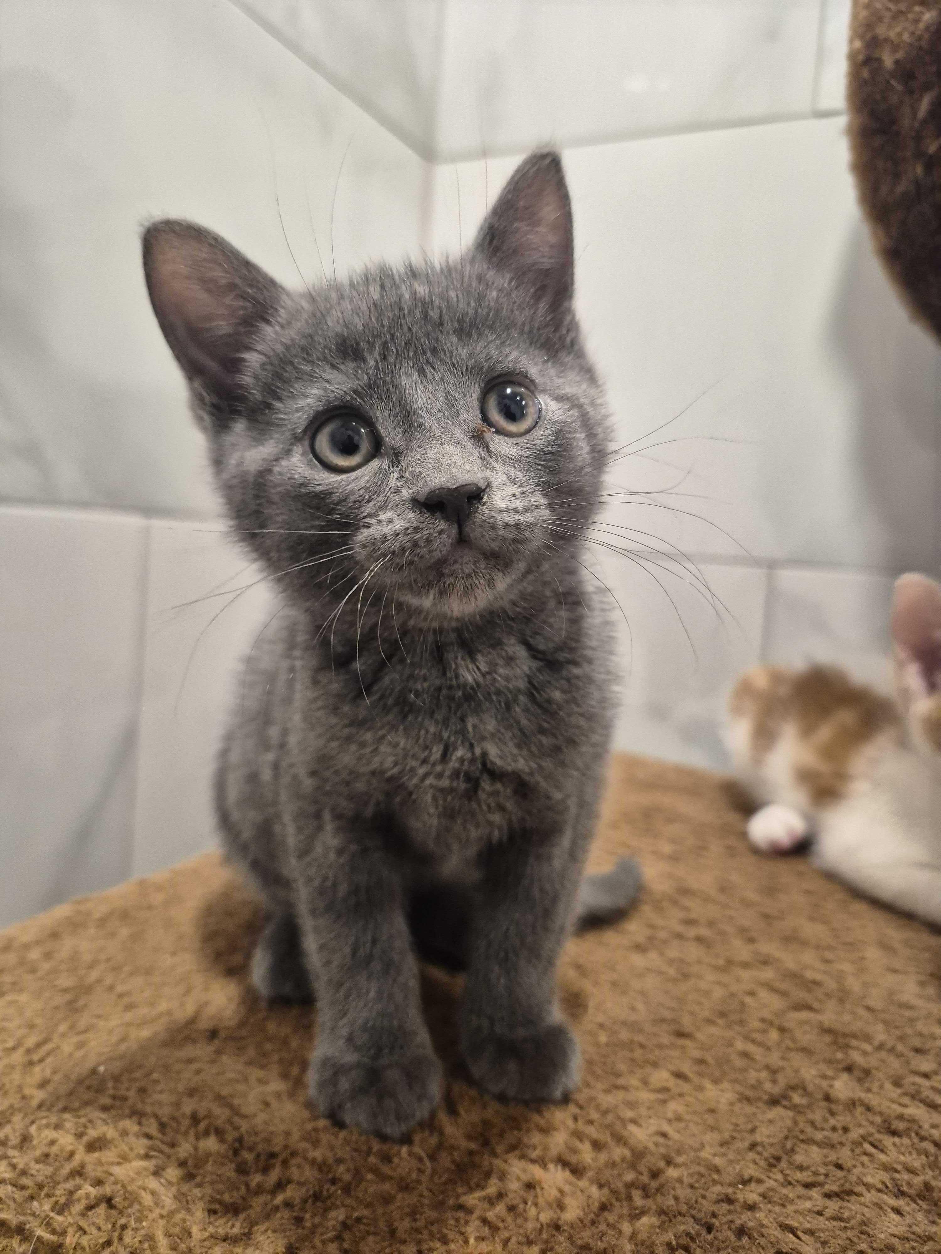 Meo, adopted, Kitten Male Domestic Short Hair.