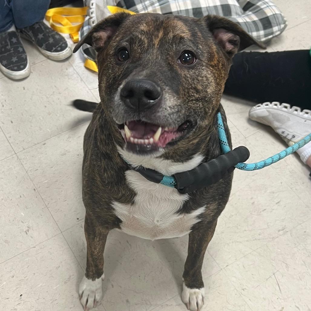 Ivar, a Adoptable mixed breed in Carmel, IN image 1/4