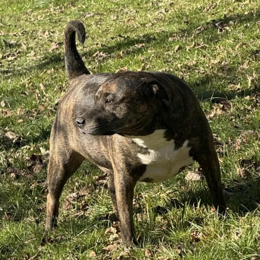 Ivar, a Adoptable mixed breed in Carmel, IN image 2/4