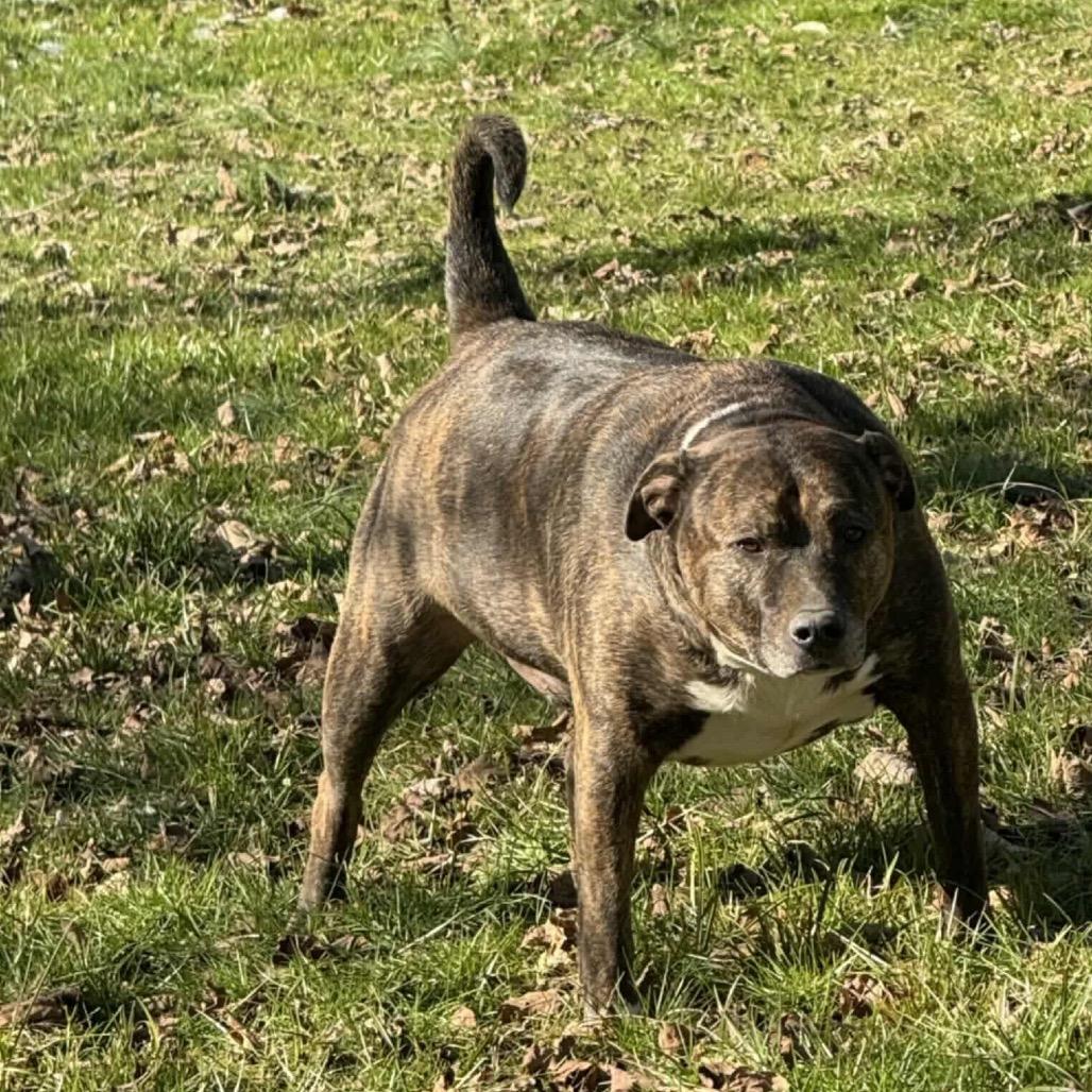 Ivar, a Adoptable mixed breed in Carmel, IN image 3/4