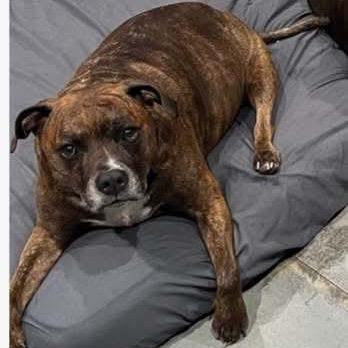 Ivar, a Adoptable mixed breed in Carmel, IN image 4/4