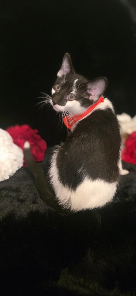 Smudge, Adoptable, Kitten Male Domestic Short Hair.