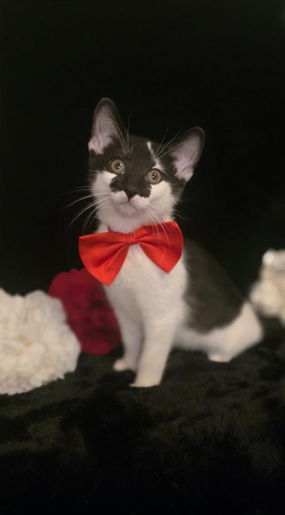 Enlarge Smudge, a Adoptable mixed breed in Miami, OK image 2/4