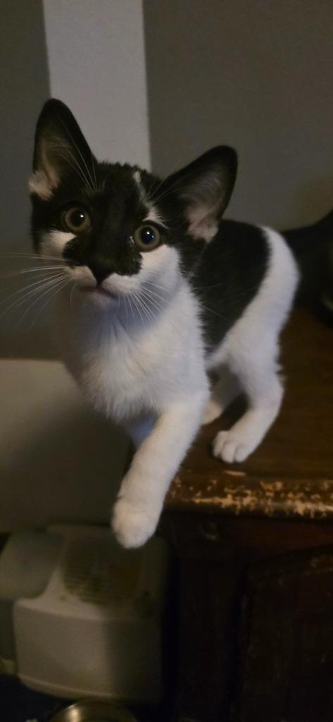 Enlarge Smudge, a Adoptable mixed breed in Miami, OK image 3/4