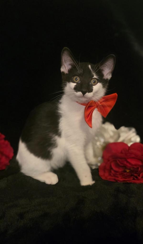 Enlarge Smudge, a Adoptable mixed breed in Miami, OK image 4/4