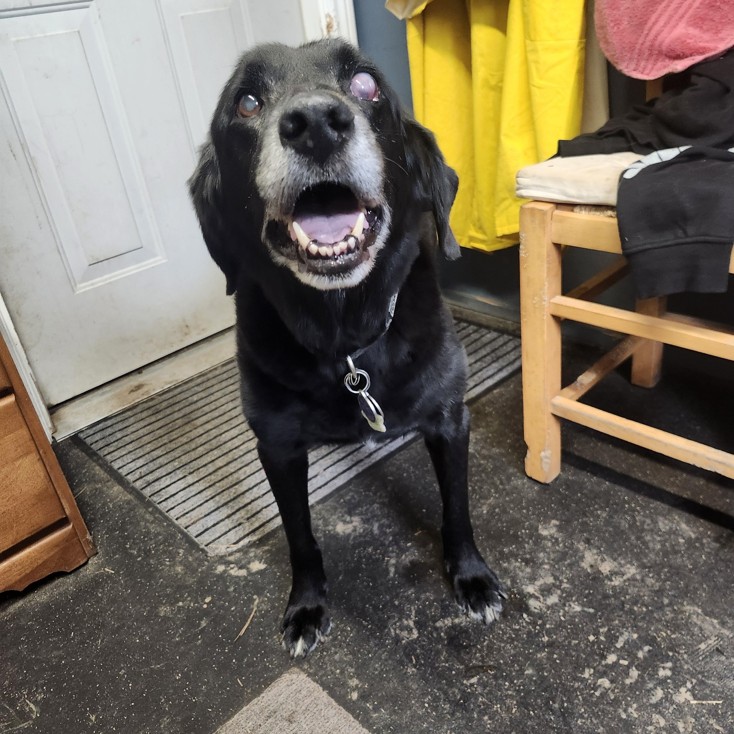 Enlarge Liam, a Adopted mixed breed in Addison, ON image 3/4