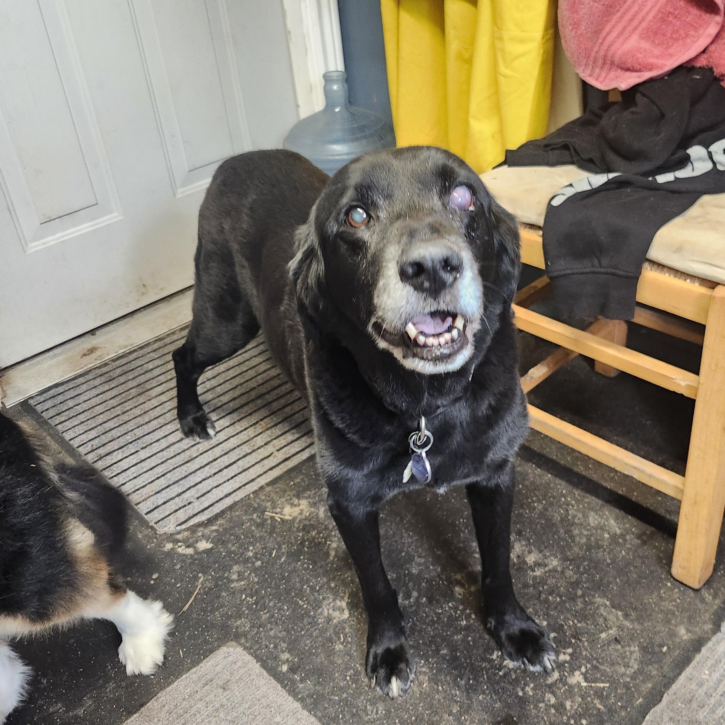 Enlarge Liam, a Adopted mixed breed in Addison, ON image 2/4