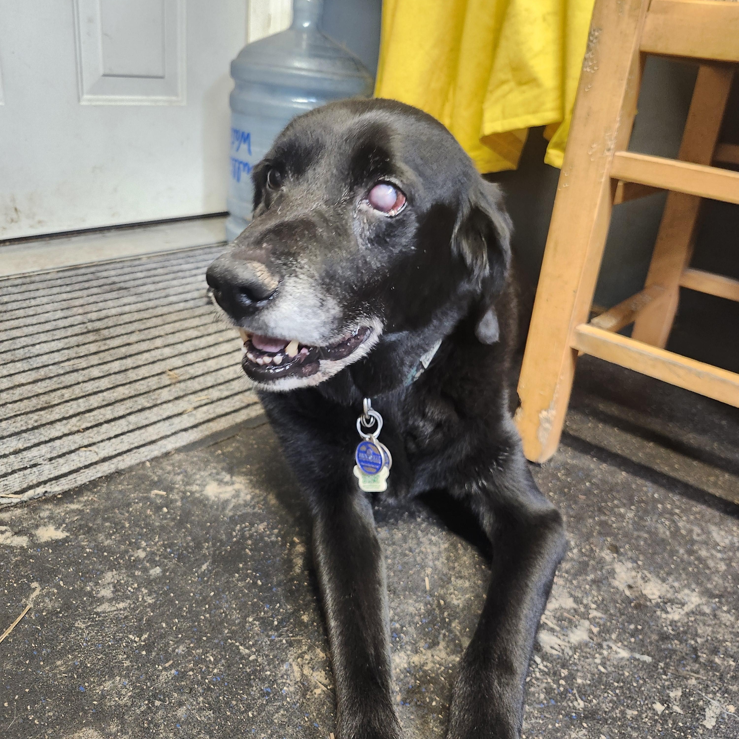 Enlarge Liam, a Adopted mixed breed in Addison, ON image 1/4