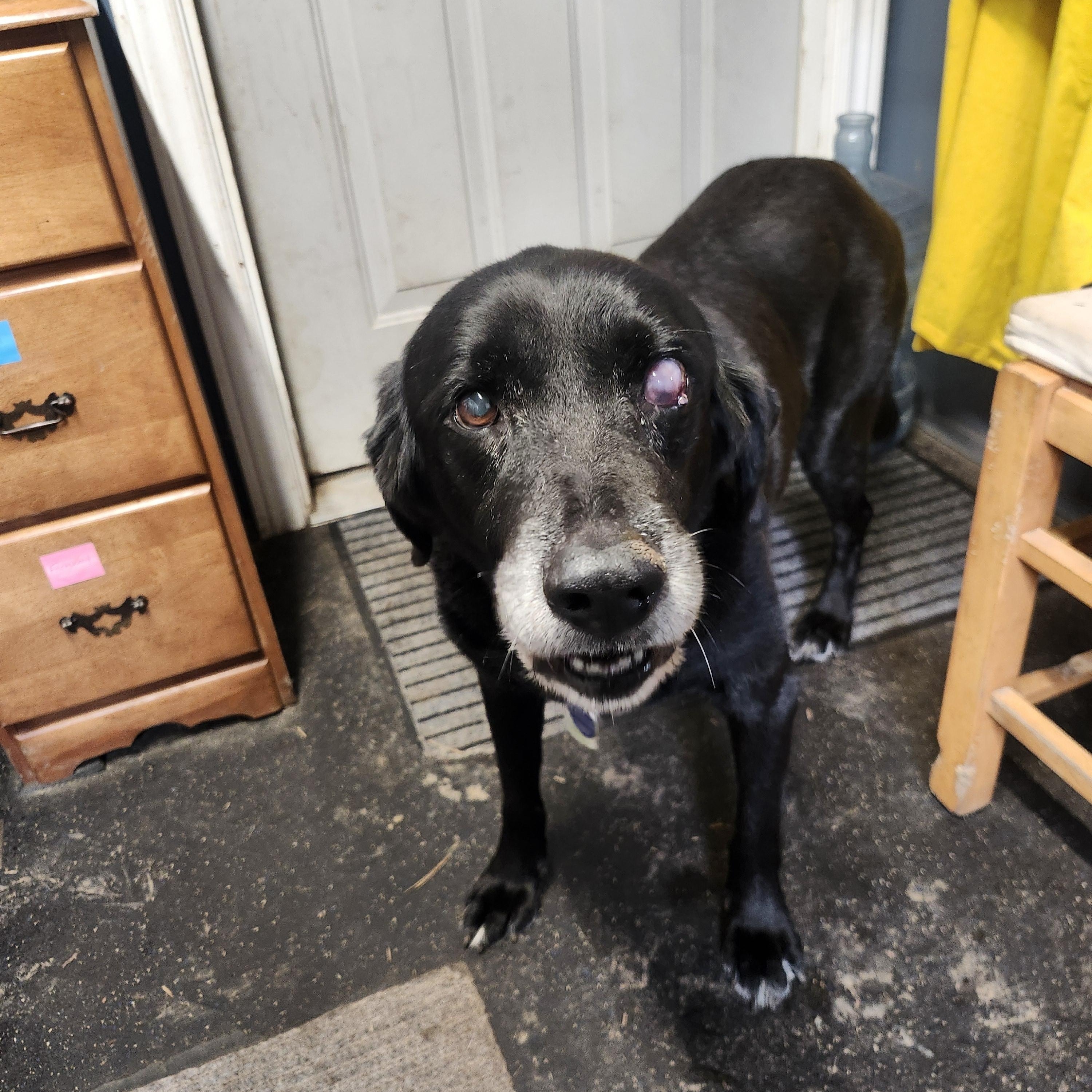 Enlarge Liam, a Adopted mixed breed in Addison, ON image 4/4