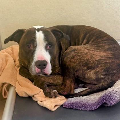 Cousin Randy, Adoptable, Adult Male Mixed Breed & Mixed Breed.