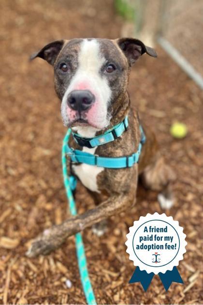 Cousin Randy, a Adoptable Mixed Breed in Cincinnati, OH image 2/3