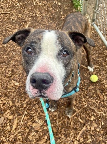 Cousin Randy, Adoptable, Adult Male Mixed Breed & Mixed Breed.