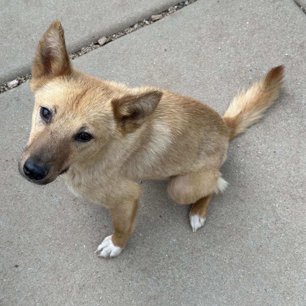 Alice, Adoptable, Young Female Mixed Breed.