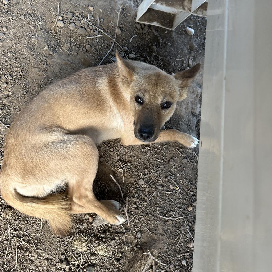 Alice, a Adoptable Mixed Breed in Flagstaff, AZ image 2/5
