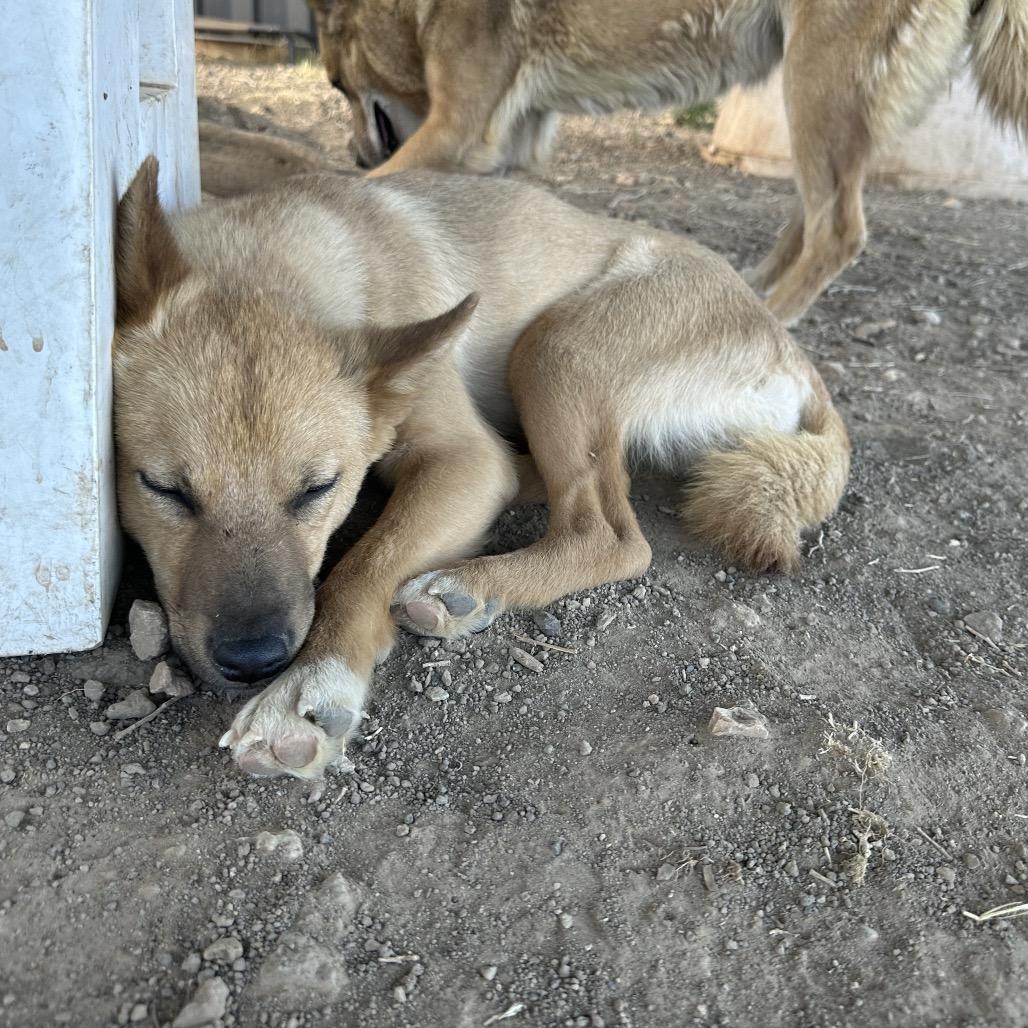 Alice, a Adoptable Mixed Breed in Flagstaff, AZ image 3/5