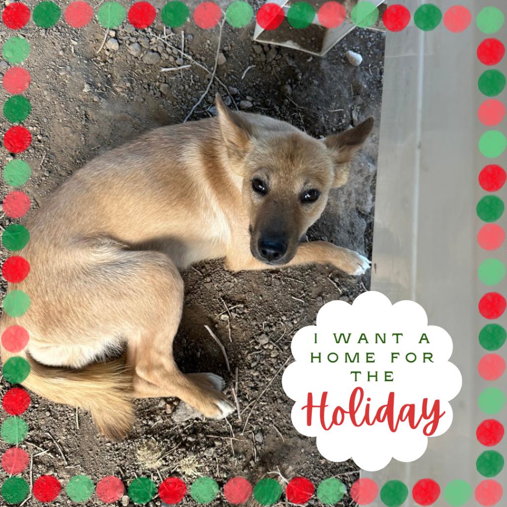 Alice, a Adoptable Mixed Breed in Flagstaff, AZ image 4/5