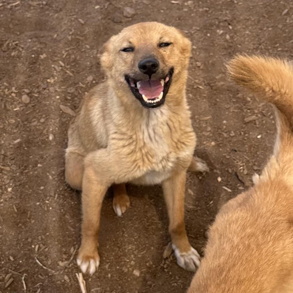 Alice, a Adoptable Mixed Breed in Flagstaff, AZ image 5/5