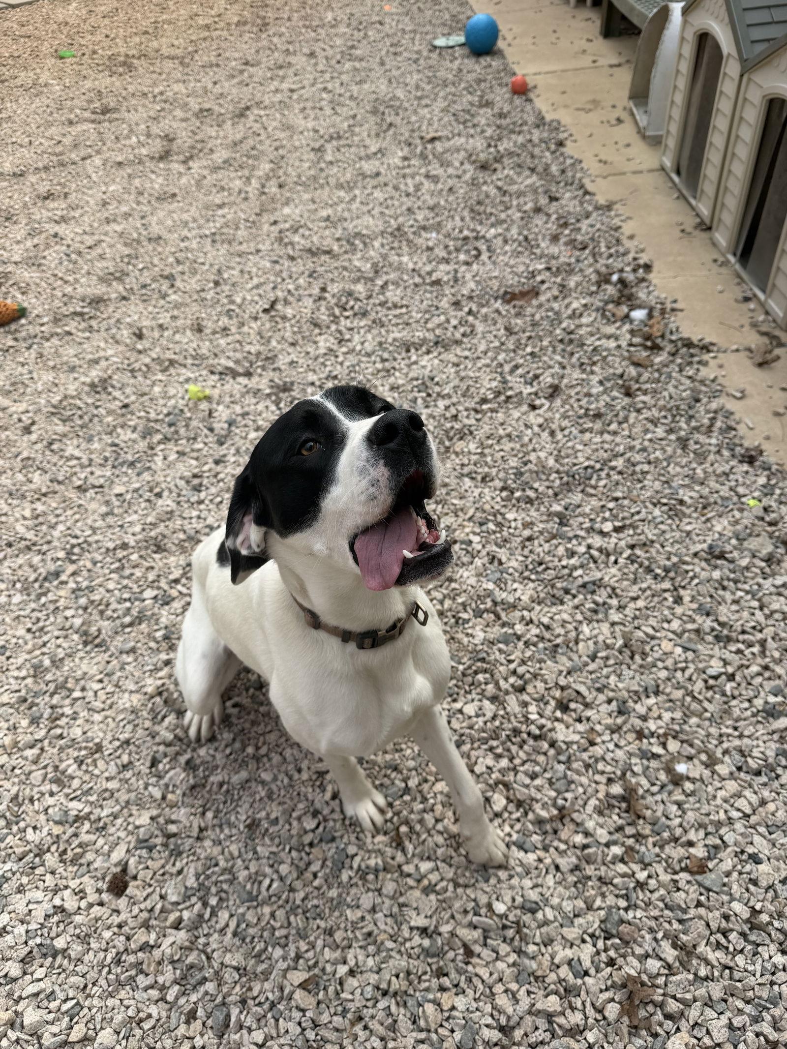 Enlarge Fenway, a Adoptable mixed breed in York, SC image 1/2