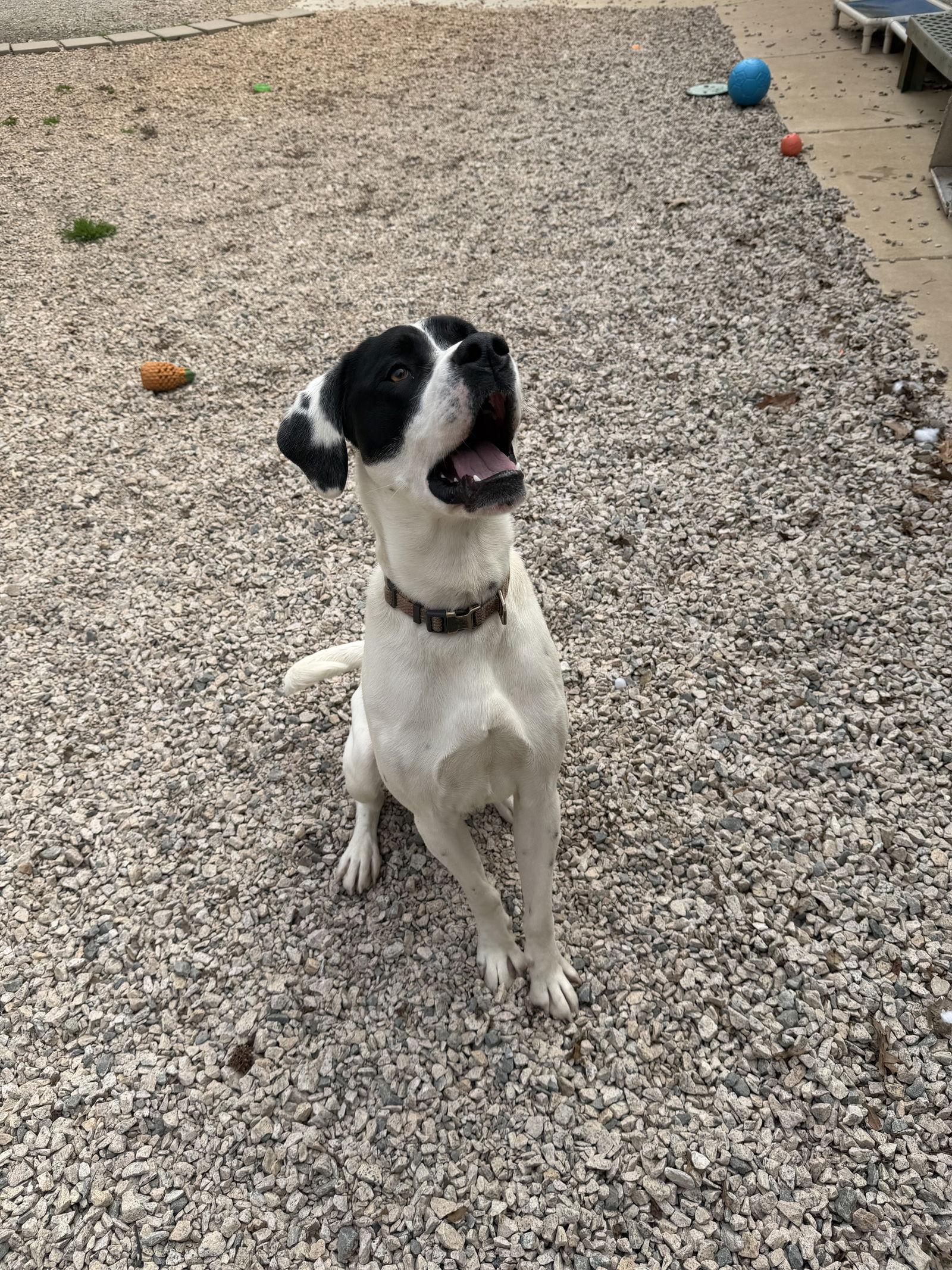 Enlarge Fenway, a Adoptable mixed breed in York, SC image 2/2