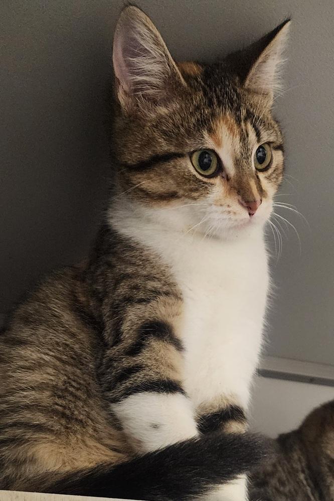 Fern, Adoptable, Kitten Female Domestic Short Hair.